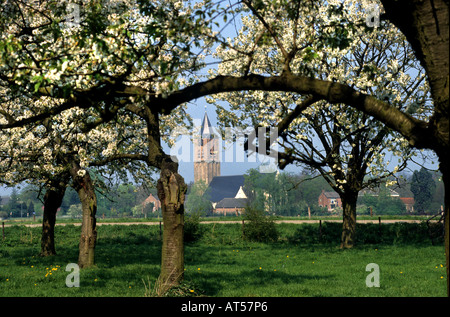 Tiel Obstgarten Betuwe Apfel Birne Birnen Frucht Äpfel Blumen Blüte Blüte Blume Stockfoto