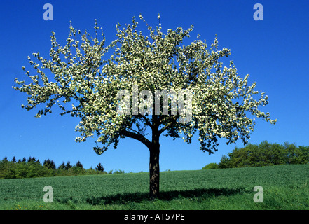 Tiel Obstgarten Betuwe Apfel Birne Birnen Frucht Äpfel Blumen Blüte Blüte Blume Stockfoto