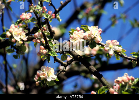 Tiel Obstgarten Betuwe Apfel Birne Birnen Frucht Äpfel Blumen Blüte Blüte Blume Stockfoto