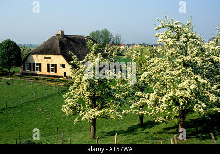 Tiel Obstgarten Betuwe Apfel Birne Birnen Frucht Äpfel Blumen Blüte Blüte Blume Stockfoto