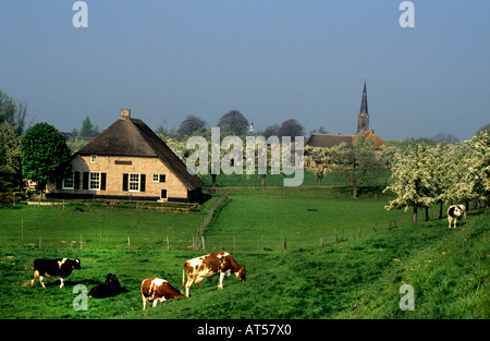 Tiel Obstgarten Betuwe Apfel Birne Birnen Frucht Äpfel Blumen Blüte Blüte Blume Stockfoto