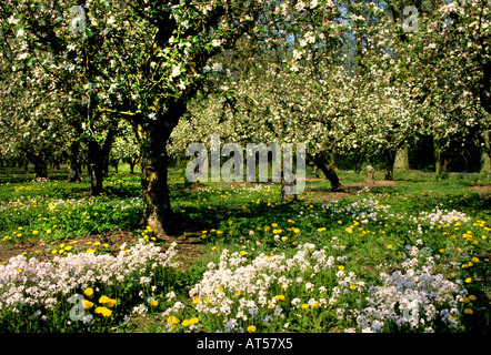 Tiel Betuwe Apple Orchard Birne Birnen Äpfel Stockfoto