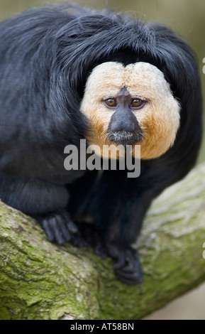 Weißen konfrontiert Saki Affe sitzt auf einem Ast Stockfoto