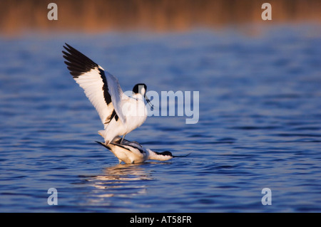 Pied Avocet Recurvirostra Avosetta paar Paarung Nationalpark Lake Neusiedl Burgenland Österreich, April 2007 Stockfoto