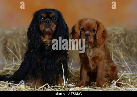 Cavalier King Charles Spaniel mit jungen 6 Monate Black And Tan und ruby Stockfoto