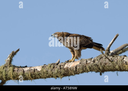 Ein juveniler Rotschwanzfalke (Buteo jamaicensis) an einem Ast. Kalifornien, USA. Stockfoto