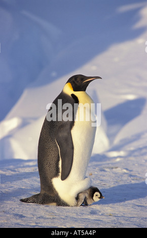 Zoologie/Tiere, Vögel, Pinguine Kaiserpinguine (Aptenodytes forsteri), Pinguin mit Cub, Antarktis, Dawson-Lambton - Gletscher, Distribution: Antarktis, Additional-Rights - Clearance-Info - Not-Available Stockfoto