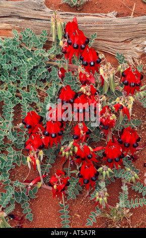 "Die Sturt Desert Pea", Outback Australien Stockfoto