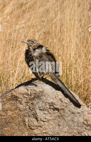 Größere Roadrunner, Geococcyx Californianus, Sonnenbaden. Stockfoto