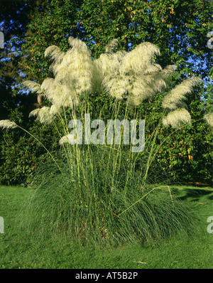 Botanik, Cortaderia, 'Pampagras' (Cortaderia selloana), Bush, Additional-Rights - Clearance-Info - Not-Available Stockfoto