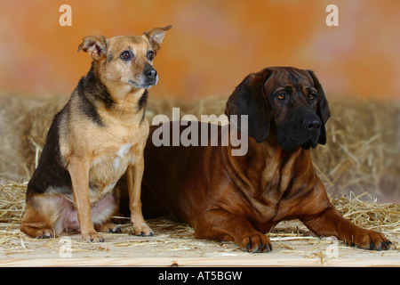 Deutscher Jagdterrier und Hannoveraner Ogar Stockfoto