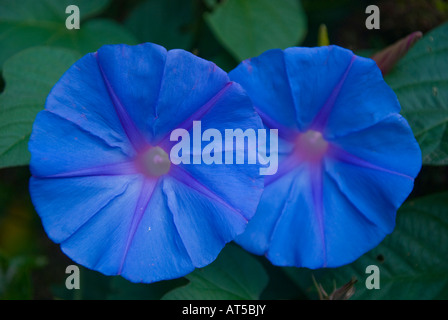 Morning Glory Rebe in Blume Ipomoea purpurea, die gemeinsame Morning-Glory, hohe Morning-Glory oder violette Morning Glory, ist eine Art der Gattung Ipomoe Stockfoto