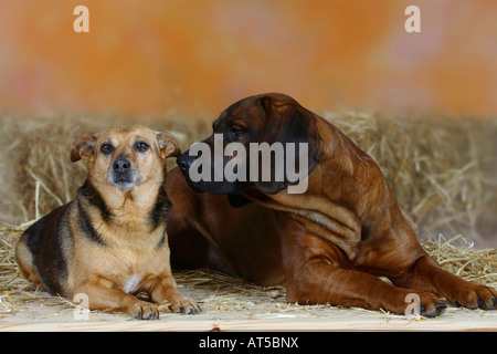 Deutscher Jagdterrier und Hannoveraner Ogar Stockfoto