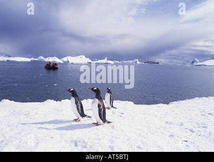Zoologie/Tiere, Vögel, Pinguine, Gentoo Pinguin, (Pygoscelis papua), mit Cub, Antarktis, Distribution: Antarktis, Additional-Rights - Clearance-Info - Not-Available Stockfoto