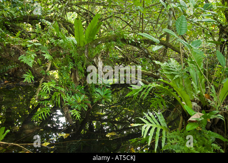 Feuchtgebiete Mangroven trail Samoa Upolu Südküste in der Nähe von SAANAPU Saanapu-Sataoa Mangrove Conservation Area Stockfoto