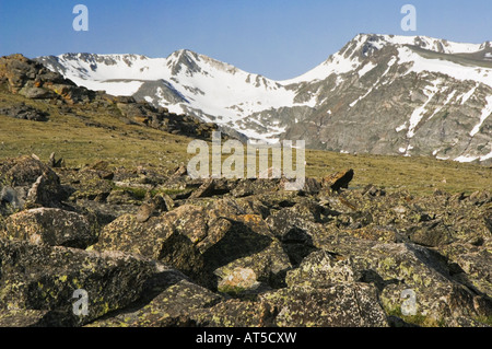 Amerikanische Pika Ochotona Princeps Erwachsenen getarnt in typischen Lebensraum Rocky Mountain National Park Colorado USA, Juni 2007 Stockfoto