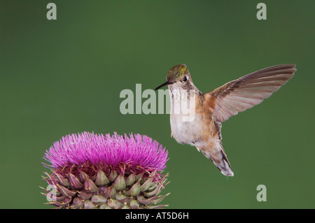 Breit-tailed Kolibri Selasphorus Platycercus Weibchen im Flug Fütterung auf Moschus Distel Rocky Mountain Nationalpark-Colorado Stockfoto