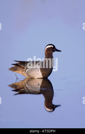 Garganey Anas Querquedula männlichen Nationalpark Lake Neusiedl Burgenland Österreich April 2007 Stockfoto