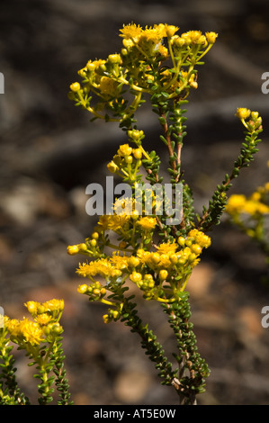 Featherflower (Verticordia Serrata var. Serrata) Goldblumen Dryandra Woodland Western Australia September Stockfoto
