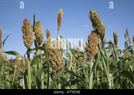 Sorghum angebaut in Großbritannien Stockfoto