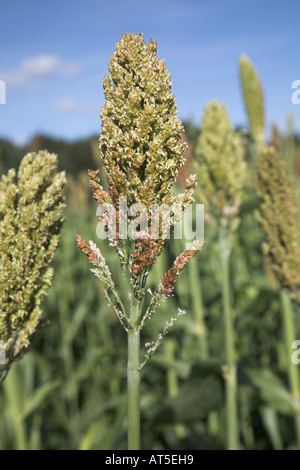 Sorghum angebaut in Großbritannien Stockfoto