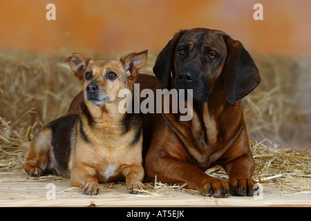 Deutscher Jagdterrier und Hannoveraner Ogar Stockfoto