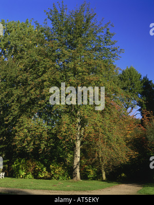 Botanik, Sorbus, 'Service Baum' (Sorbus domestica), Baum, Additional-Rights - Clearance-Info - Not-Available Stockfoto