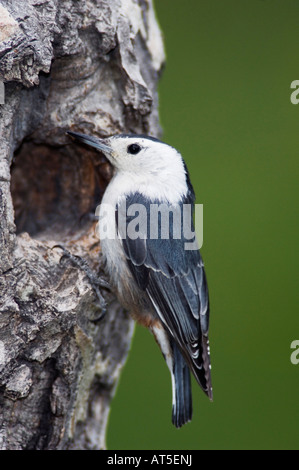 Weißer-breasted Kleiber Sitta Carolinensis Erwachsenfrau zu nisten Hohlraum Rocky Mountain National Park Colorado USA Stockfoto