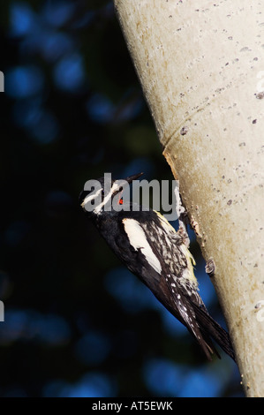 Williamsons im Sphyrapicus Thyroideus Männchen bei Verschachtelung Hohlraum im Espenbaum Colorado Rocky Mountain Nationalpark Stockfoto