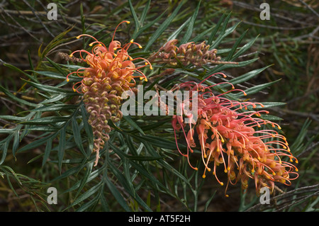 Fuchsia Grevillea (Grevillea Bipinnatifida) Blumen in Westaustralien Wagin Oktober Stockfoto