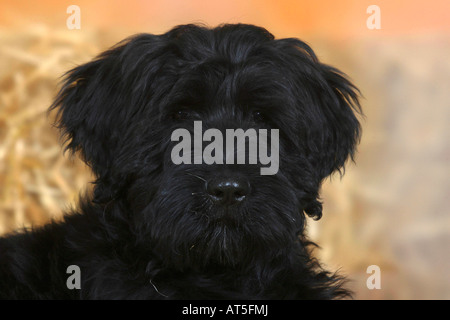 Briard Welpen 14 Wochen Berger de Brie Stockfoto