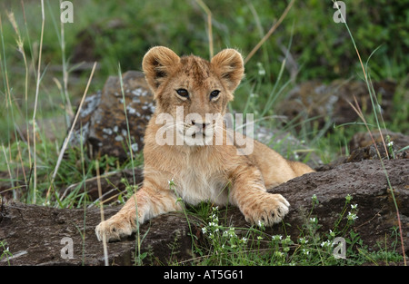 Löwe Panthera Leo Jungtier sitzt auf Felsen Masaii Mara Kenia Stockfoto