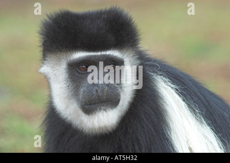 Black And White Colobus Affen Closeup close-up Nahaufnahme Hochformat Colobus Guereza am Lake Nakuru Kenia in Ostafrika Stockfoto