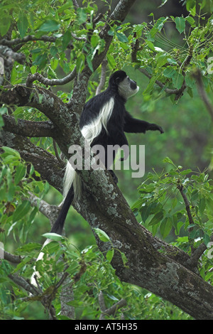 Black And White Colobus Affen Colobus Guereza im Wald Wald am Lake Nakuru Kenia in Ostafrika Stockfoto
