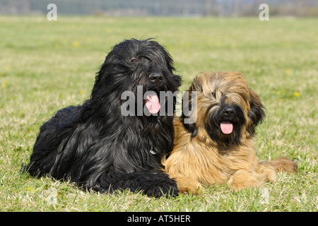 Berger de Brie Hunde männlich und weiblich Stockfoto