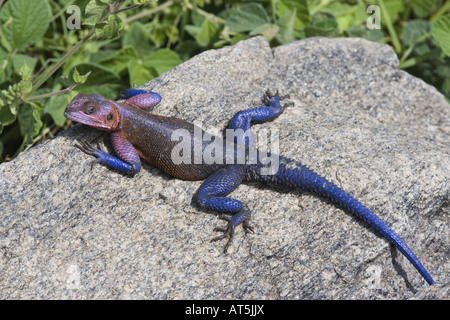 Zoologie/Tiere, Reptilien, Agamids, Rothaarige Rock Agama (Agama agama), weibliche Agama auf Stein, Tansania, Distribution: Zentralafrika, Additional-Rights - Clearance-Info - Not-Available Stockfoto