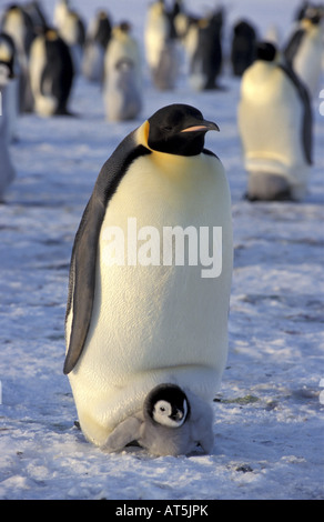 Zoologie/Tiere, Vögel, Pinguine Kaiserpinguine (Aptenodytes forsteri), Pinguin mit Cub, Antarktis, Dawson-Lambton - Gletscher, Distribution: Antarktis, Additional-Rights - Clearance-Info - Not-Available Stockfoto