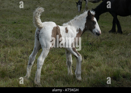 Skewbal Fohlen stehen im Feld Stockfoto