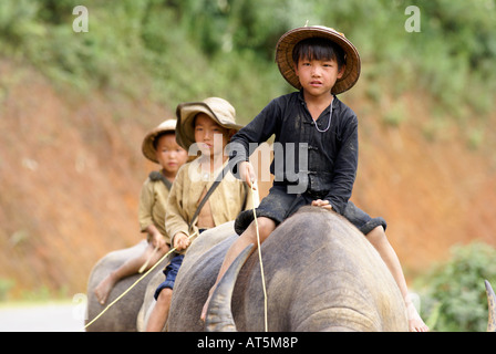 Vietnamesische jungen Reiten Wasserbüffel, Sapa, Vietnam Stockfoto