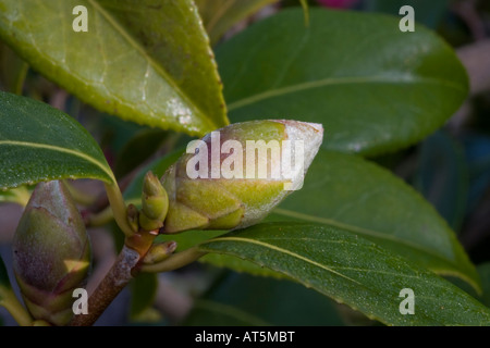 Blütenknospe der Kamelie Spende Stockfoto
