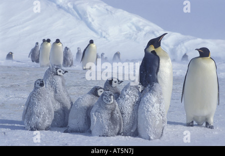 Zoologie/Tiere, Vögel, Pinguine Kaiserpinguine (Aptenodytes forsteri), Kolonie mit Jungen, Antarktis, Dawson-Lambton - Gletscher, Distribution: Antarktis, Additional-Rights - Clearance-Info - Not-Available Stockfoto