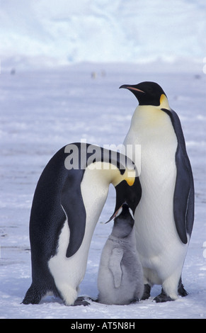 Zoologie/Tiere, Vögel, Pinguine Kaiserpinguine (Aptenodytes forsteri), Pinguin Fütterung cub, Antarktis, Dawson-Lambton - Gletscher, Distribution: Antarktis, Additional-Rights - Clearance-Info - Not-Available Stockfoto