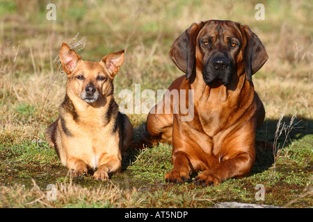 Deutscher Jagdterrier und Hannoveraner Ogar Stockfoto