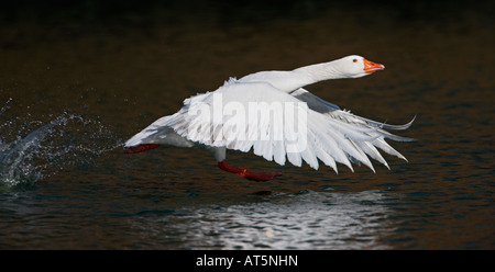 Weiße Morph Graugans Gans in-dem Start Verulamium Park, St. Albans Stockfoto