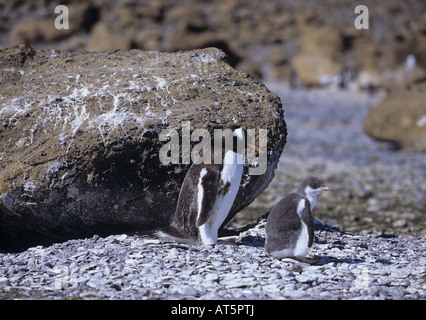 Zoologie/Tiere, Vögel, Pinguine, Gentoo Pinguin, (Pygoscelis papua), mit Cub, Antarktis, Distribution: Antarktis, Additional-Rights - Clearance-Info - Not-Available Stockfoto