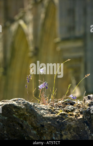 Glockenblumen wachsen auf die Ruinen von Rievaulx Abtei Ryedale North Yorkshire Stockfoto