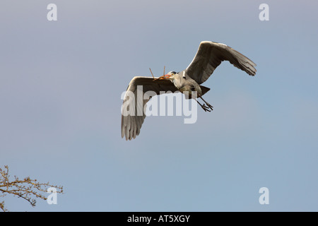 Graureiher Ardea Cinera im Flug mit schönen blauen Himmel Verulamium Park, St. Albans Stockfoto