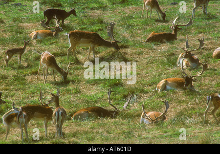 Eine ruhende Gruppe von Damwild Stockfoto