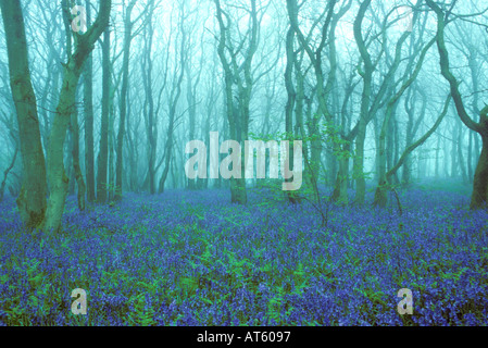 Eine Masse von Glockenblumen in einem Wald früh an einem nebligen Morgen Stockfoto