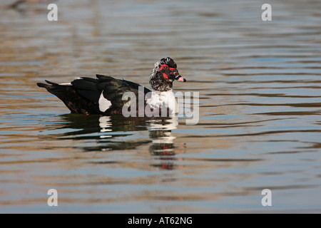 Barbarie-Ente Cairina Moschata schwimmen Verulamium Park, St. Albans Stockfoto